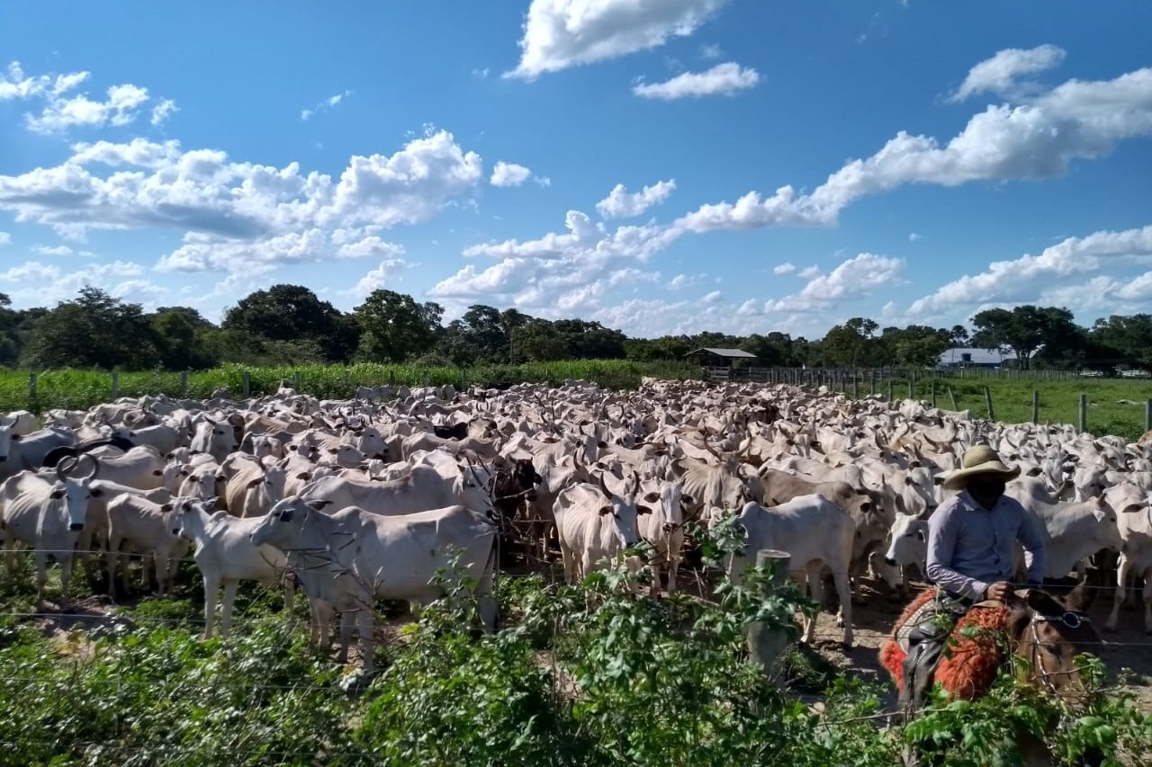 Leilão Central Pantanal Coxim oferta 3 mil animais